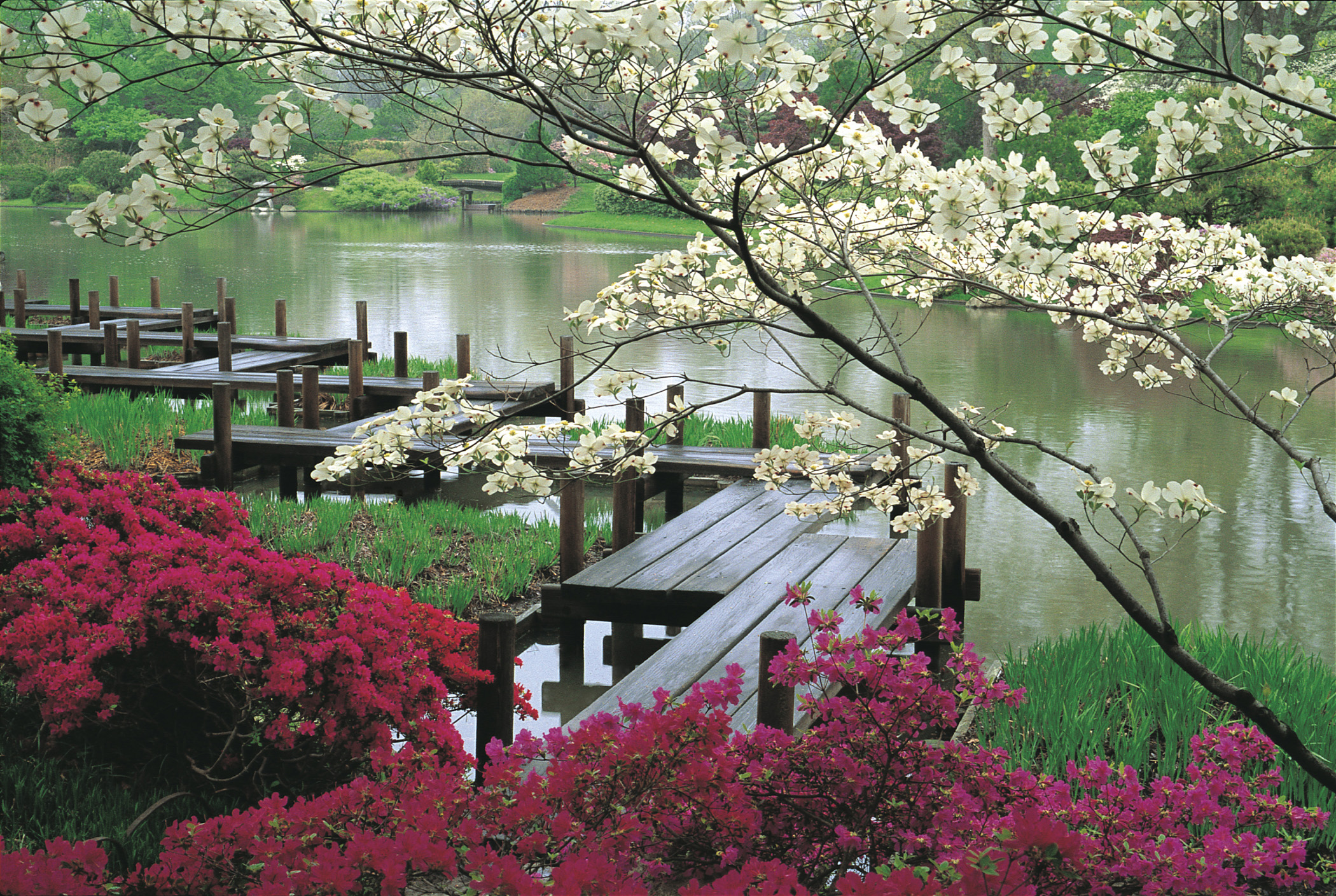 Hátsó kert, erdő Japanese-garden-jjennings-design
